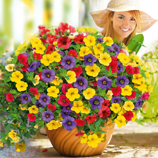 Kompozicija Mini Vista Karneval