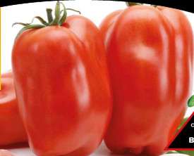 Šuplja šljivasta rajčica ‘Scatolone’