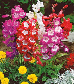 Penstemon – mješavina boja
