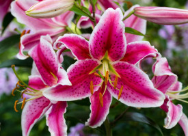 Ljiljan crveno-bijeli (2)