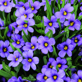 Mačac Sapphire