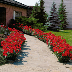 Crvena park ruža, u kontejneru