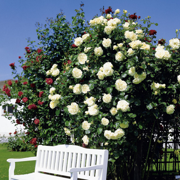 Bijela ruža penjačica Schneewaltzer