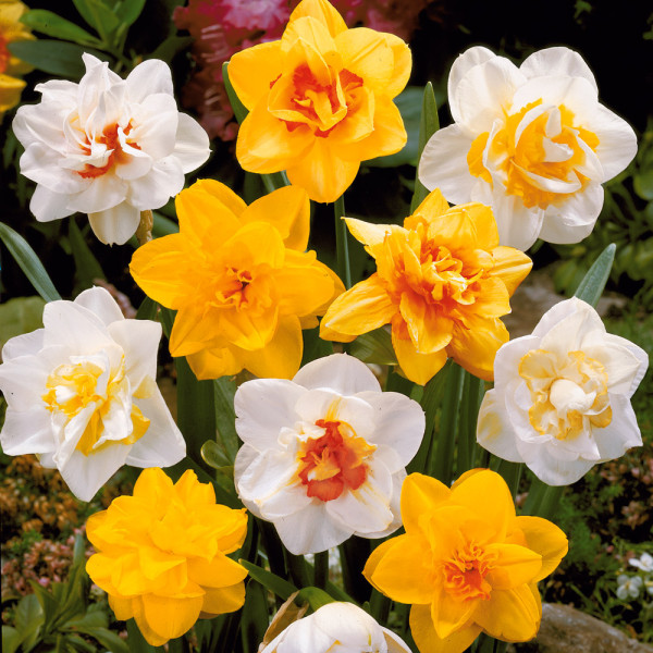 Narcis sa punašnim cvijetovima (3)