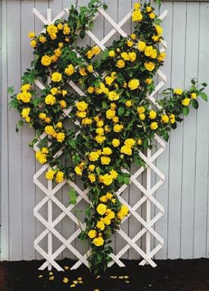 Royal Gold žuta ruža penjačica