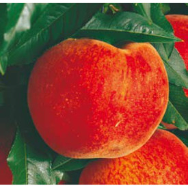 Breskva Redhaven u kontejneru