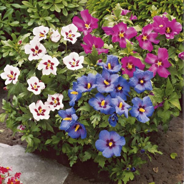 Trobojni hibiskus