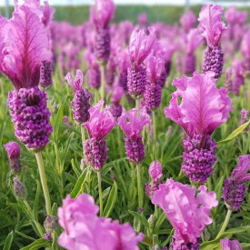 Lavanda ružičasta