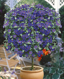 Solanum rantonetti - plavi