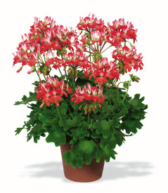 Pelargonija Fireworks
