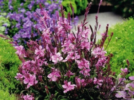 Gaura
