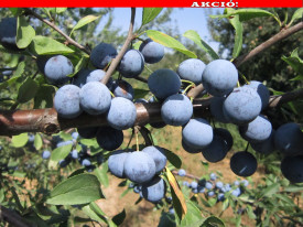 Trnina 'Zempleni', g.k.