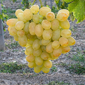 Grožđe Eva
