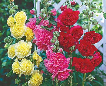 Vrtni sljez, mix boja (3 db)