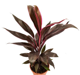 Kordilina 'Tango'