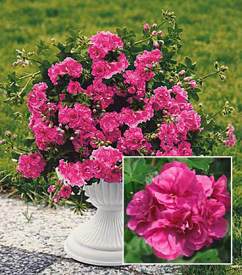 Poluviseći muškatl Pink