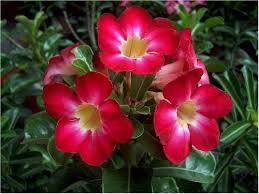 Pustinjska ruža "Anouk Red"