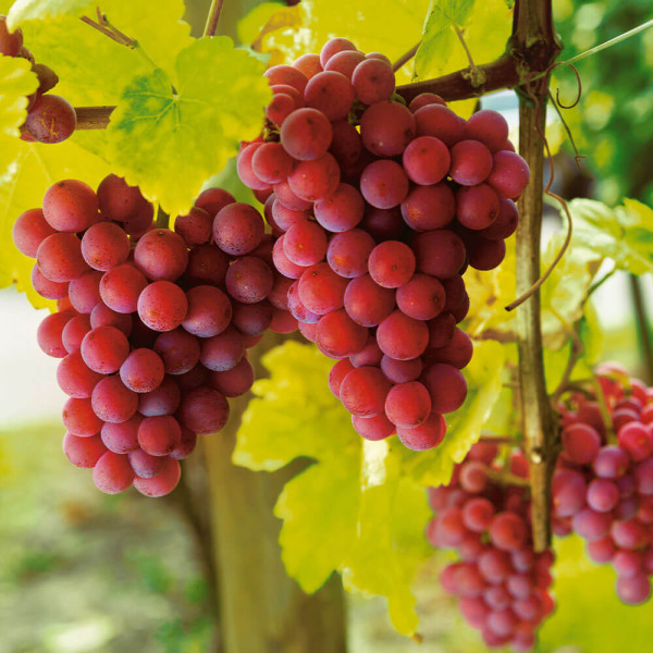 Plavo stolno grožđe bez sjemenki, Vanessa