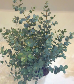 Eucalyptus - grm