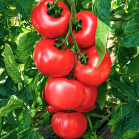 Rajčica ‘Honey Moon’