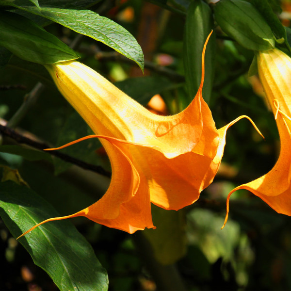 Anđeoska truba narančasta