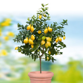 Limun Sorrento