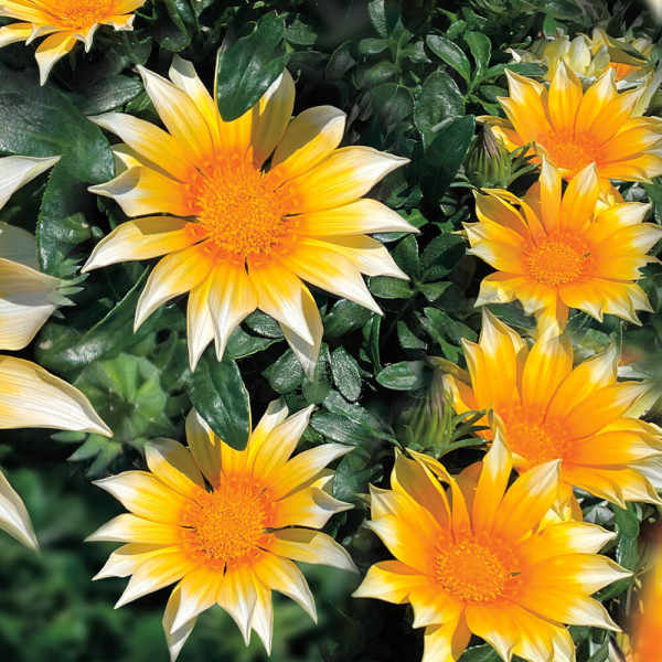 Gazanija Sunny-Side Up (3)
