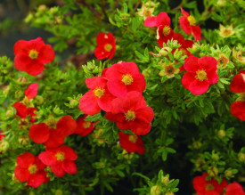 Crvena grmolika petoprsta 'M. Red Robin'