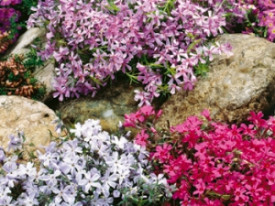 Jastučasti plamenac 3