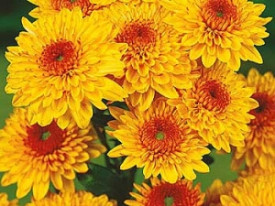 Krizantema Beppie Bronce