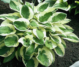 Šarolika hosta ‘Brim Cup’