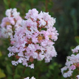 Lagerstroemija 'With Love Babe'