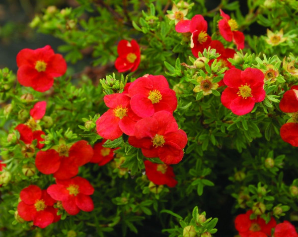 Crvena grmolika petoprsta 'M. Red Robin'