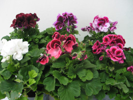 Engleska pelargonija u više boja