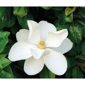 Zimzelena magnolija sa velikim cvjetovima