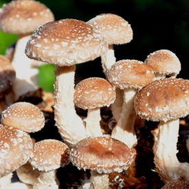 Shitake micelij