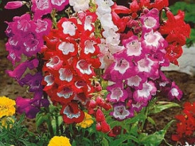 Penstemona Hartwegov ‘Partybells Red’