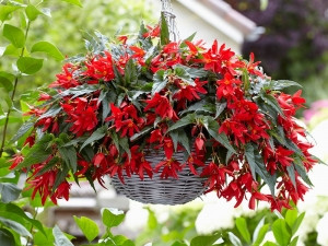 Begonija Beauvilia crvena