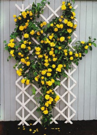 Royal Gold žuta ruža penjačica