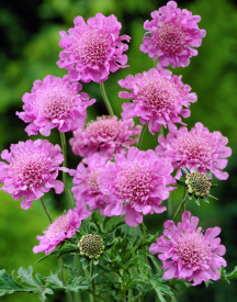 Vražje oko 'Pink Mist'