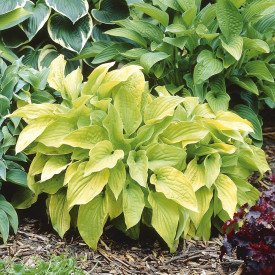 Hosta "August Moon"