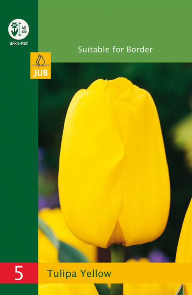 Žuti Triumph tulipani (5)