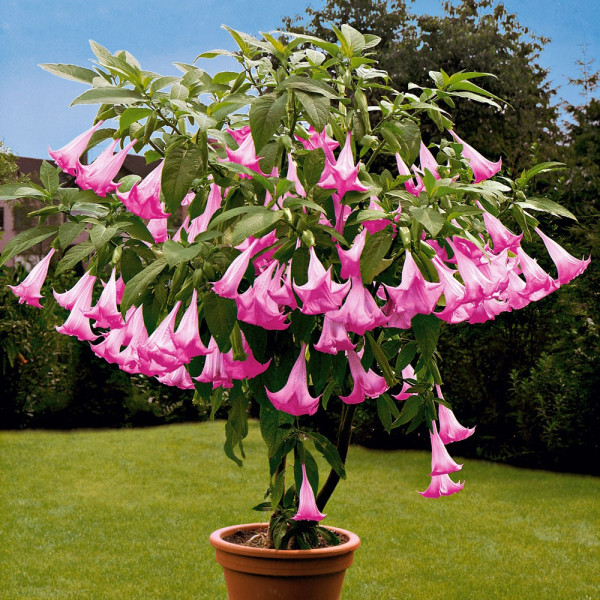 Anđeoska truba 'Candida Pink'
