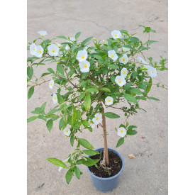 Solanum rantonetti, roza