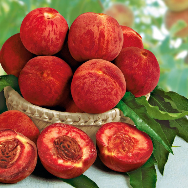 Rubino breskva - goli korjen