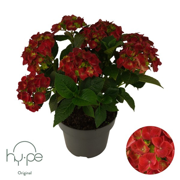 Hortenzija, crvena