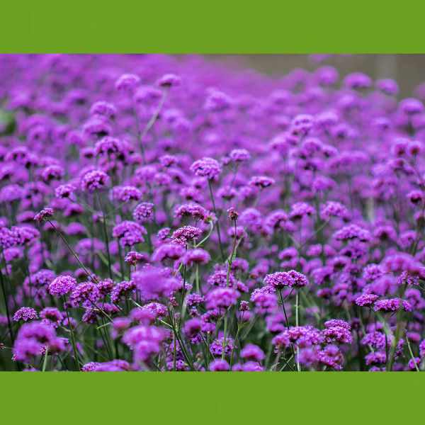 Verbena (3)