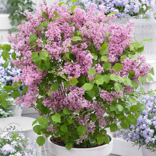 Patuljasti jorgovan Pink