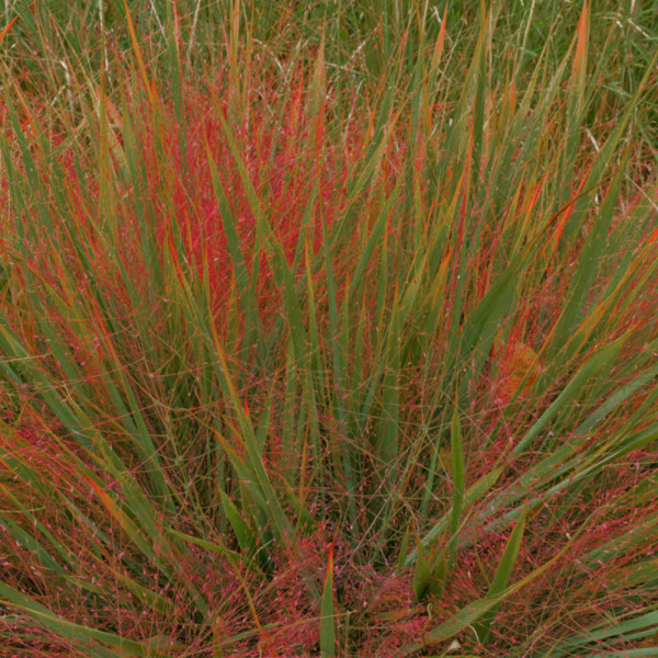 Crvena ljubavna trava