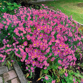 Aster, ružićasti